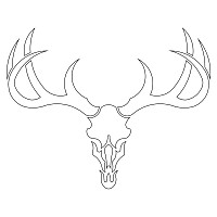 rea deer skull antler 001